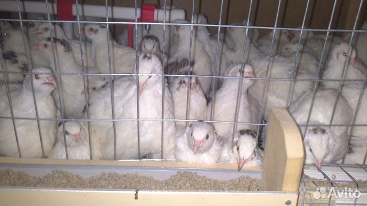 Перепела, инкубационное яйцо