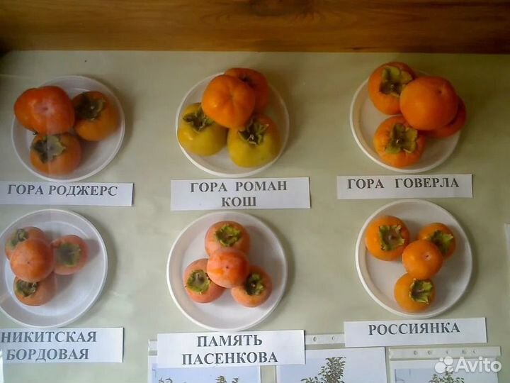 Саженцы хурмы (Шарон, гора Говерла, Инжирная)