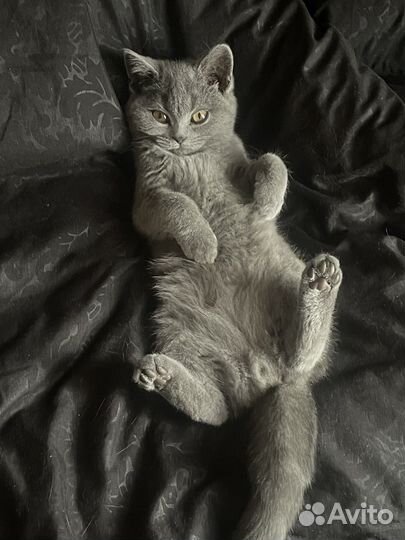 Шотландский кот на вязку