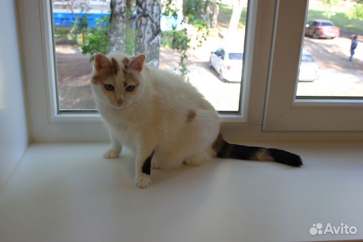 Нежная кошечка в добрые и ответственные руки