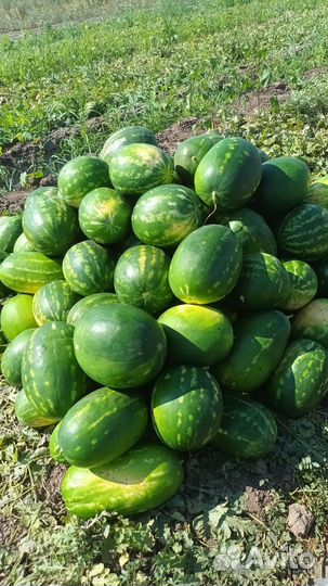 Арбуз каристан