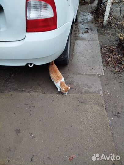 Котята в добрые руки бесплатно