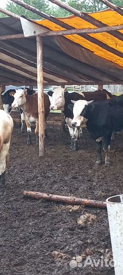 Тёлки бараны