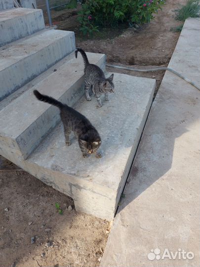 Котята в добрые руки мальчики