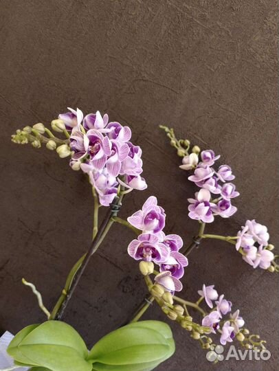 Орхидея Вайолет Квин Пелорик начала отцветать