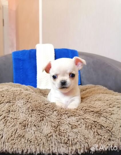 Щенки чихуахуа
