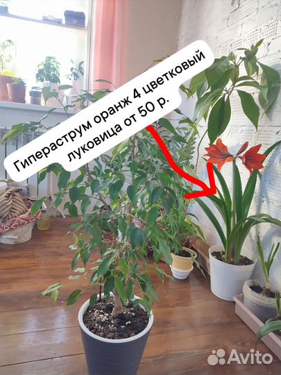 Комнатные цветы амариллис, традесканция, сигнониум