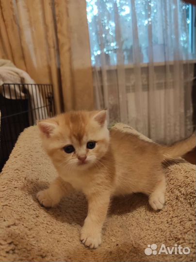 Кошка золотая шиншилла