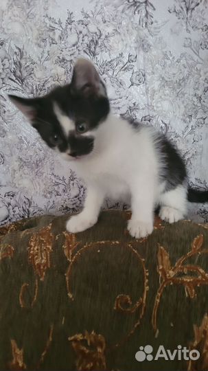 Отдам котенка девочку в добрые руки