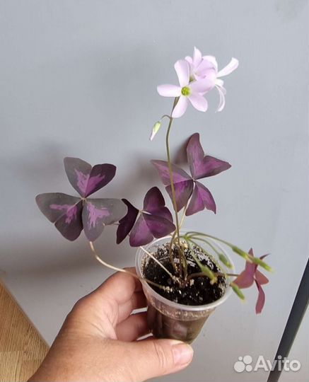 Оксалис - кислица. Цветок любви