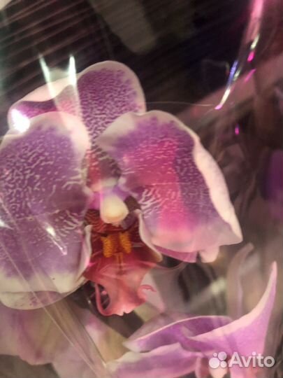 Крупные и сортовые фаленопсисы