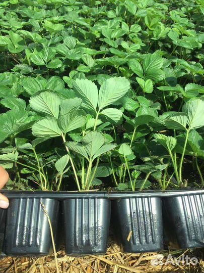 Рассада ремонтантной клубники