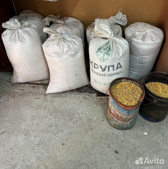 Корм кукуруза пшеница