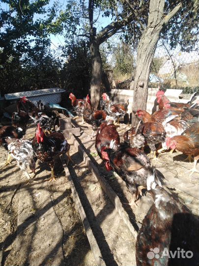 Петухи брама куропатчатая и ливенские ситцевые