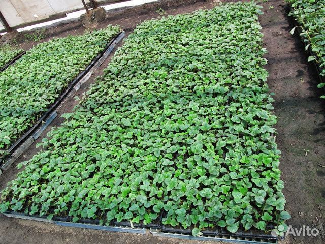 Рассада клубники