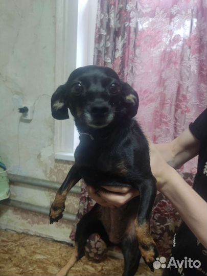 Щенки помесь такса пинчер