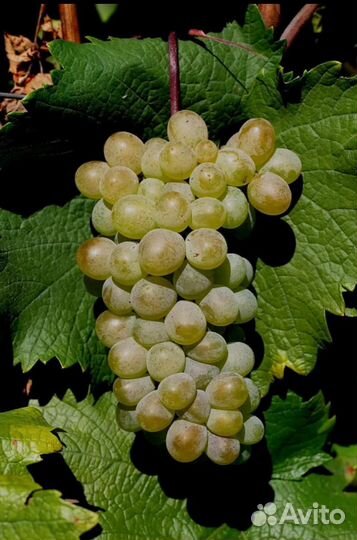 Винный виноград Ркацители