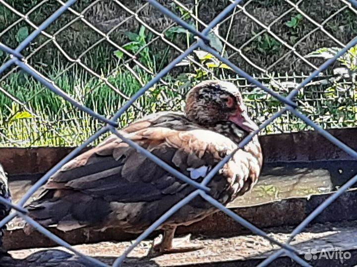 Индоутка. Мускусная утка. Селезень