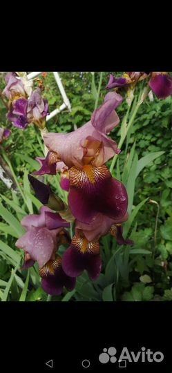 Ирис