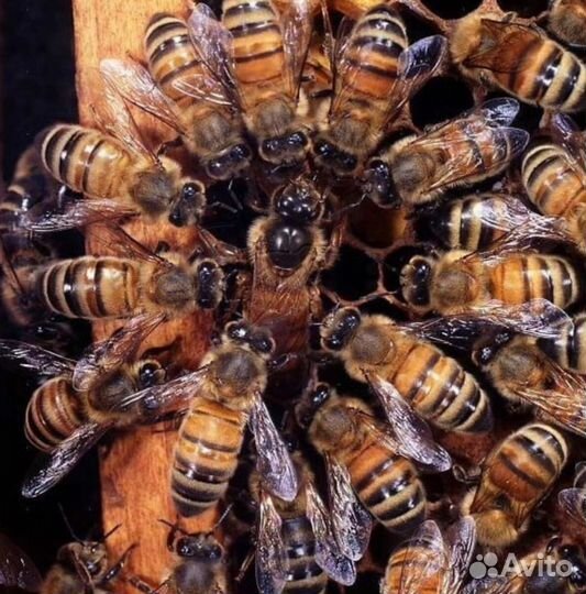 Продам пчелосемьи