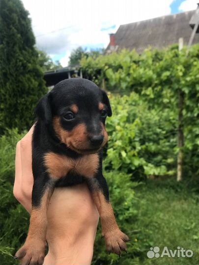 Той-терьер щенки