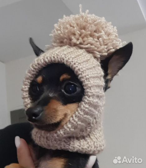 Вязаная одежда для собаки, сфинкса
