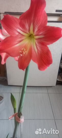 Гиппеаструм