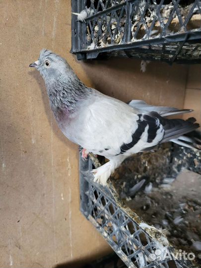 Голуби турецкие такла
