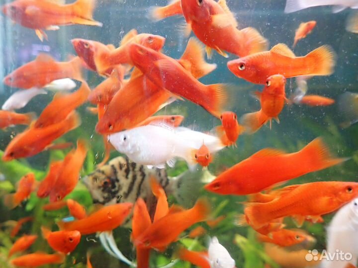Аквариумные рыбки