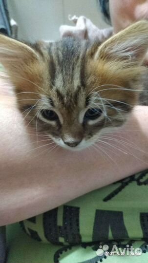 Котята в добрые руки 1,5 месяца