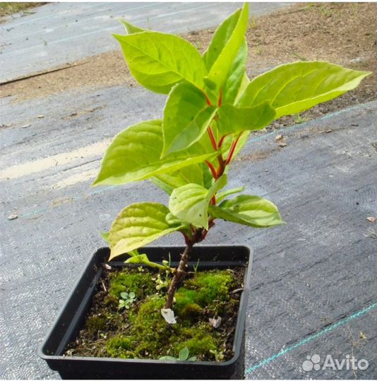 Лимонник китайский