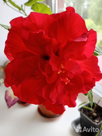 Гибискус махровый красный