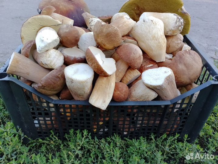 Белые грибы