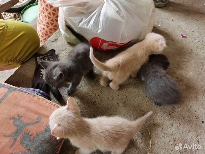 Котята в добрые руки