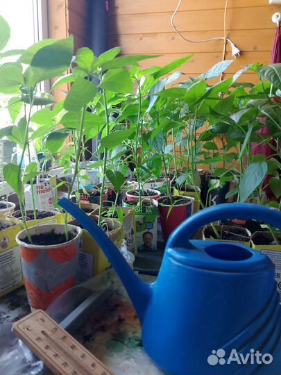 Рассада острого перца