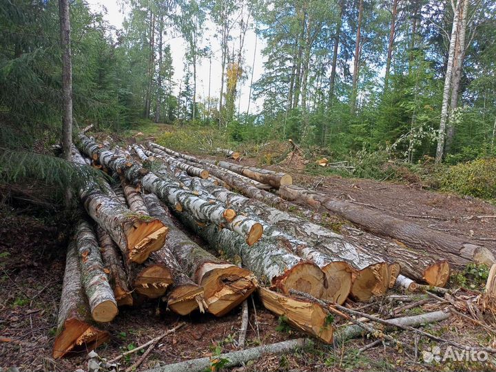 Береза кругляк