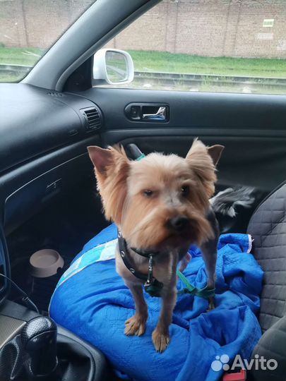 Йоркширский терьер