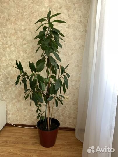 Фикус