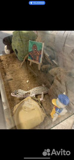 Террариум с термо ковриком и декором, (без ящерицы