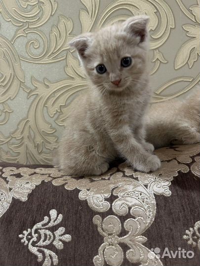 Котенок мальчик