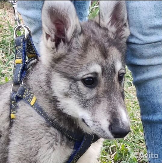 Щенок помесь в добрые руки