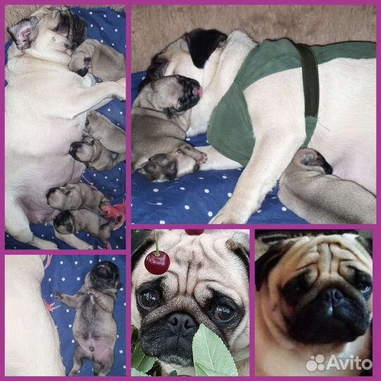 Щенок мопса бронирование