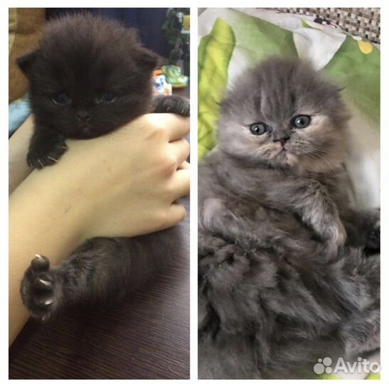 Вязка британец