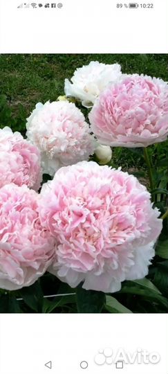 Пион Клемс Пинк Анноун