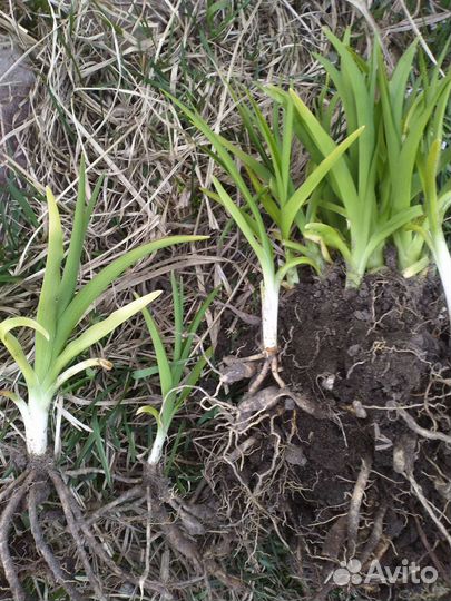 Лилейники саженцы Отом Ред и Оранж