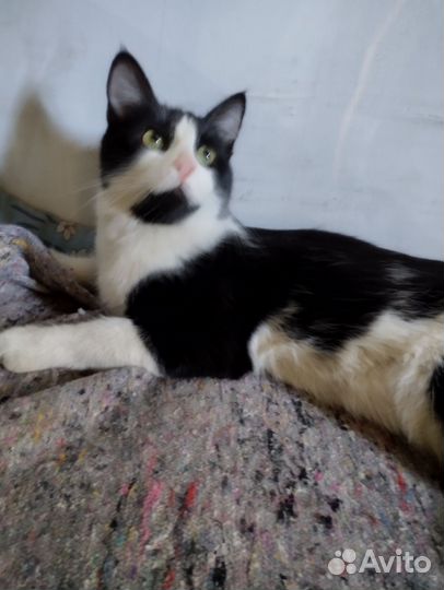 Кошка в дар бесплатно