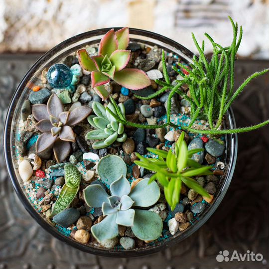 Флорариум с 7 суккулентами