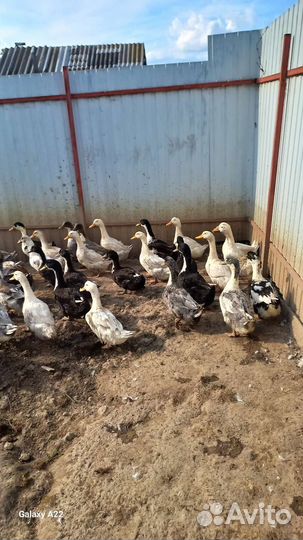 Утки на мясо или на племя