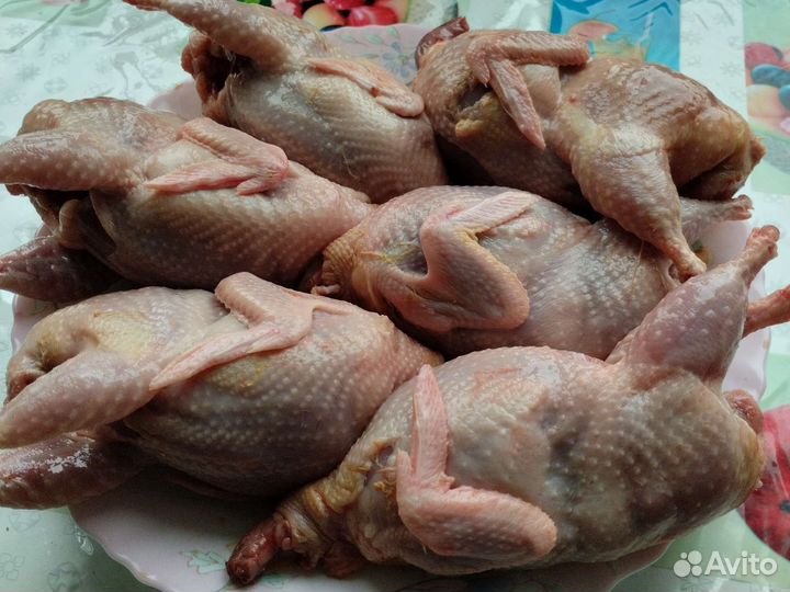 Тушки перепелов