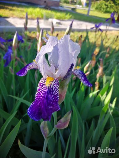 Ирисы бородатые